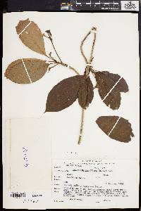 Baccaurea parviflora image