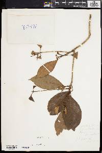 Baccaurea parviflora image