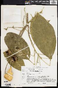 Baccaurea ramiflora image