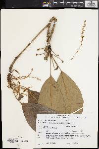 Baccaurea ramiflora image