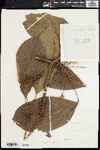 Baccaurea ramiflora image