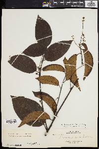 Media resource of Baccaurea bracteata