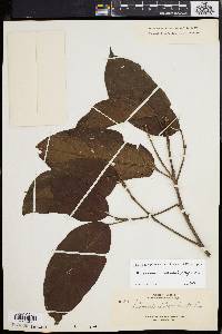 Media resource of Baccaurea costulata
