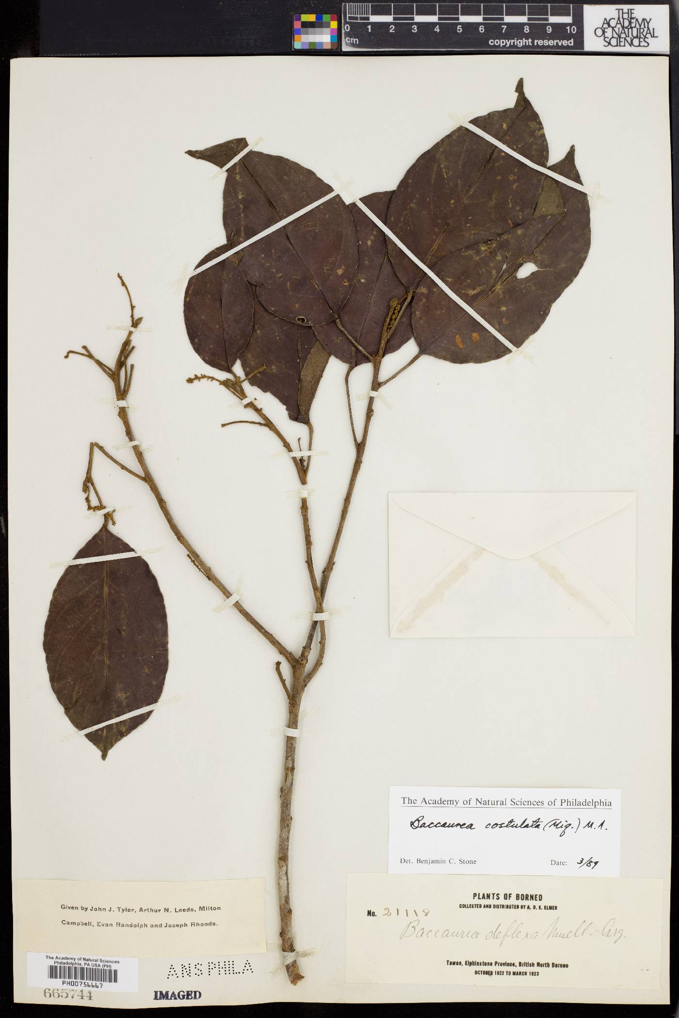 Baccaurea costulata image