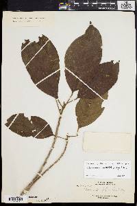 Baccaurea costulata image