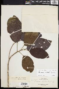 Baccaurea costulata image