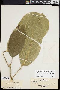 Media resource of Baccaurea lanceolata