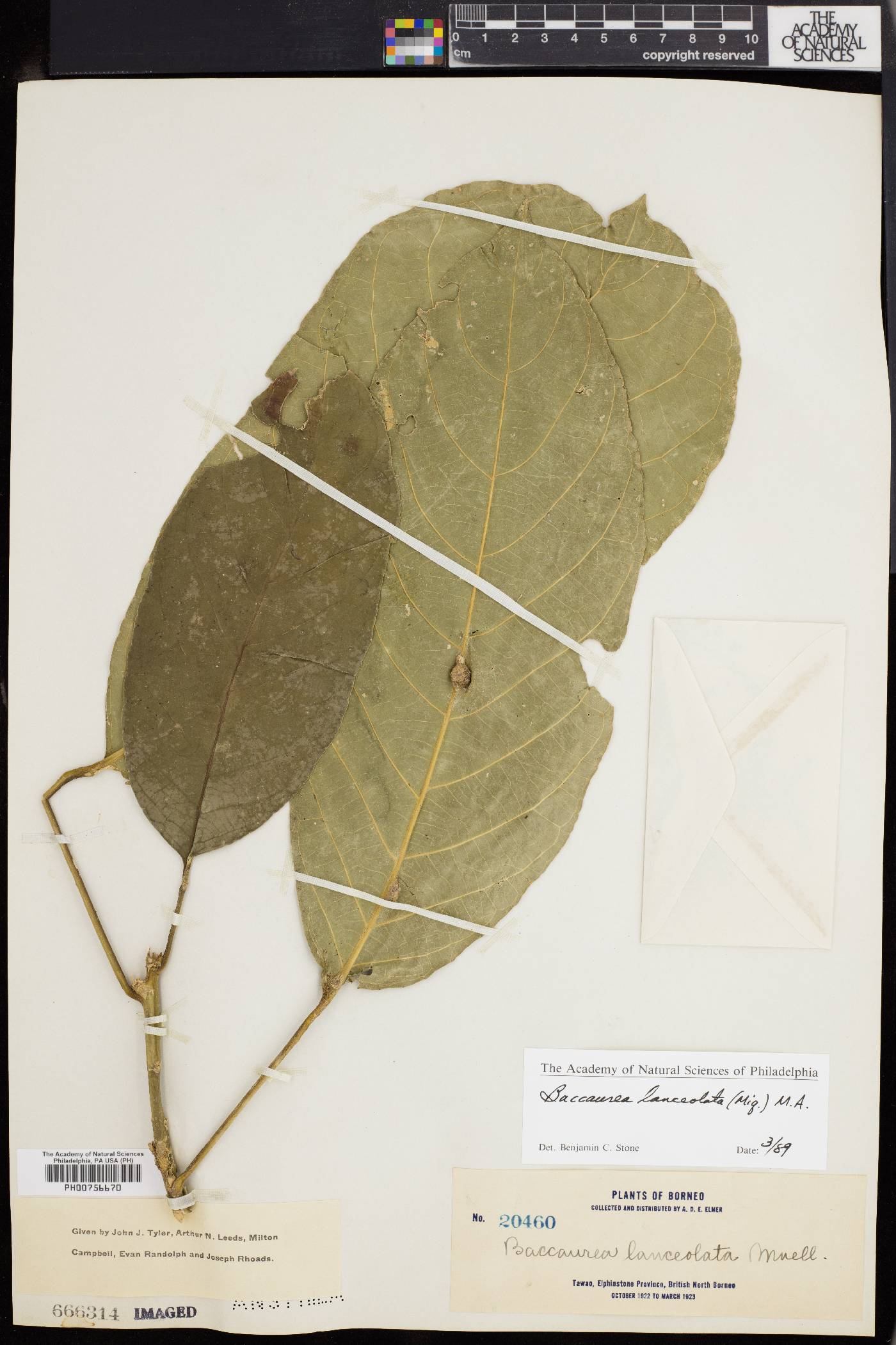 Baccaurea lanceolata image