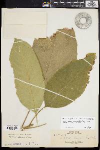 Baccaurea lanceolata image