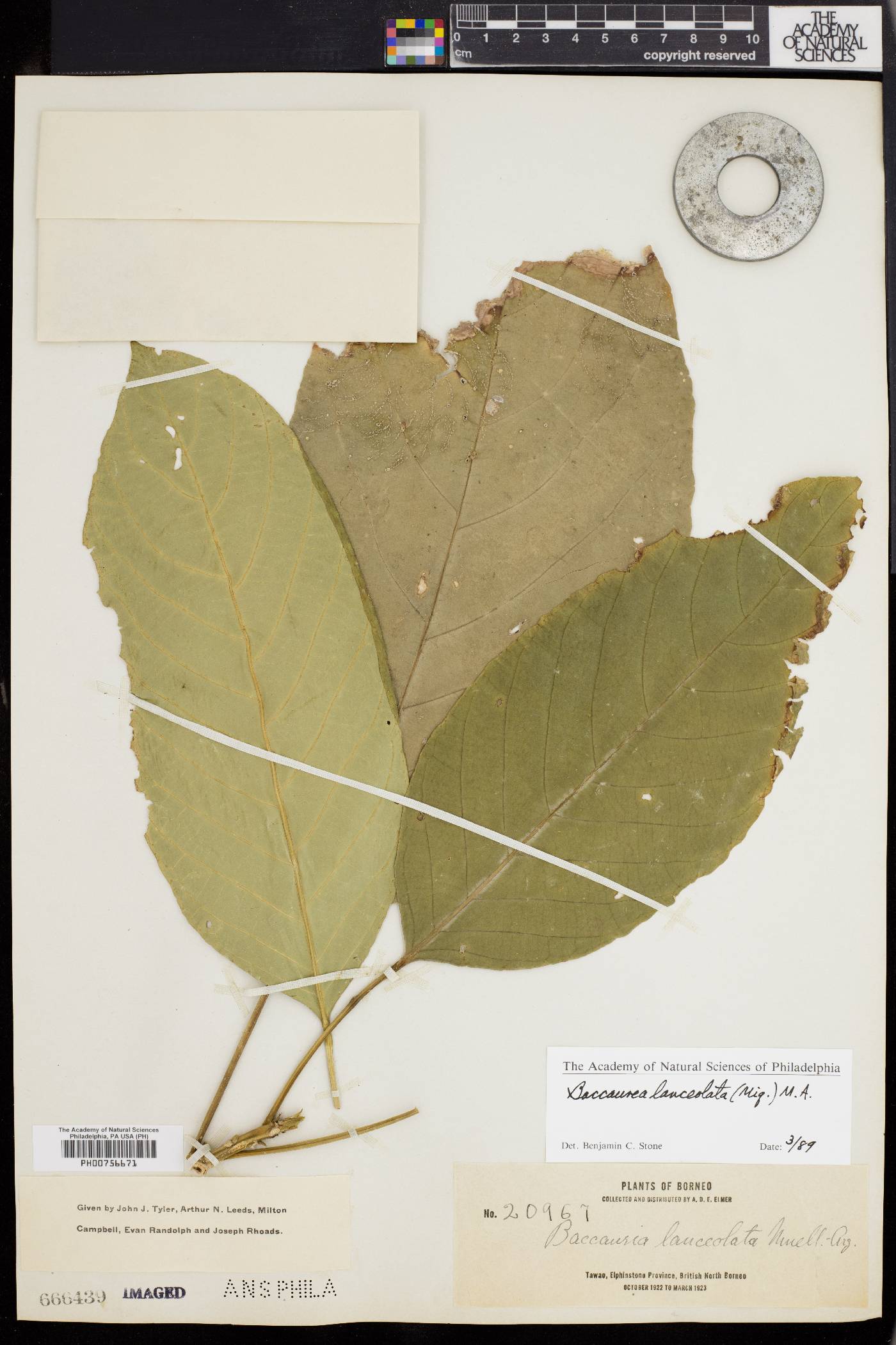 Baccaurea lanceolata image