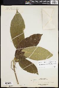 Baccaurea lanceolata image