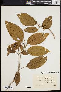 Media resource of Baccaurea philippinensis