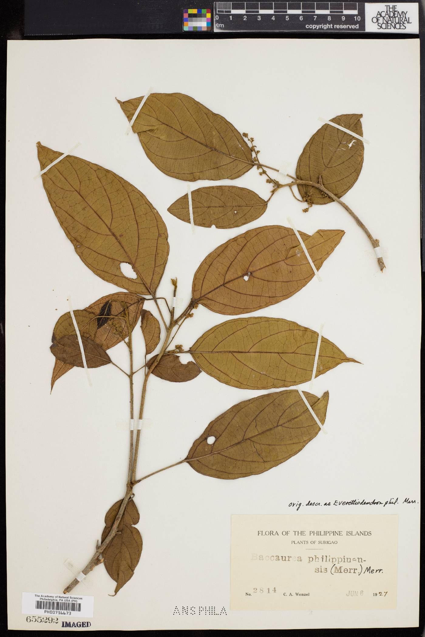 Baccaurea philippinensis image