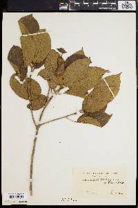 Baccaurea philippinensis image