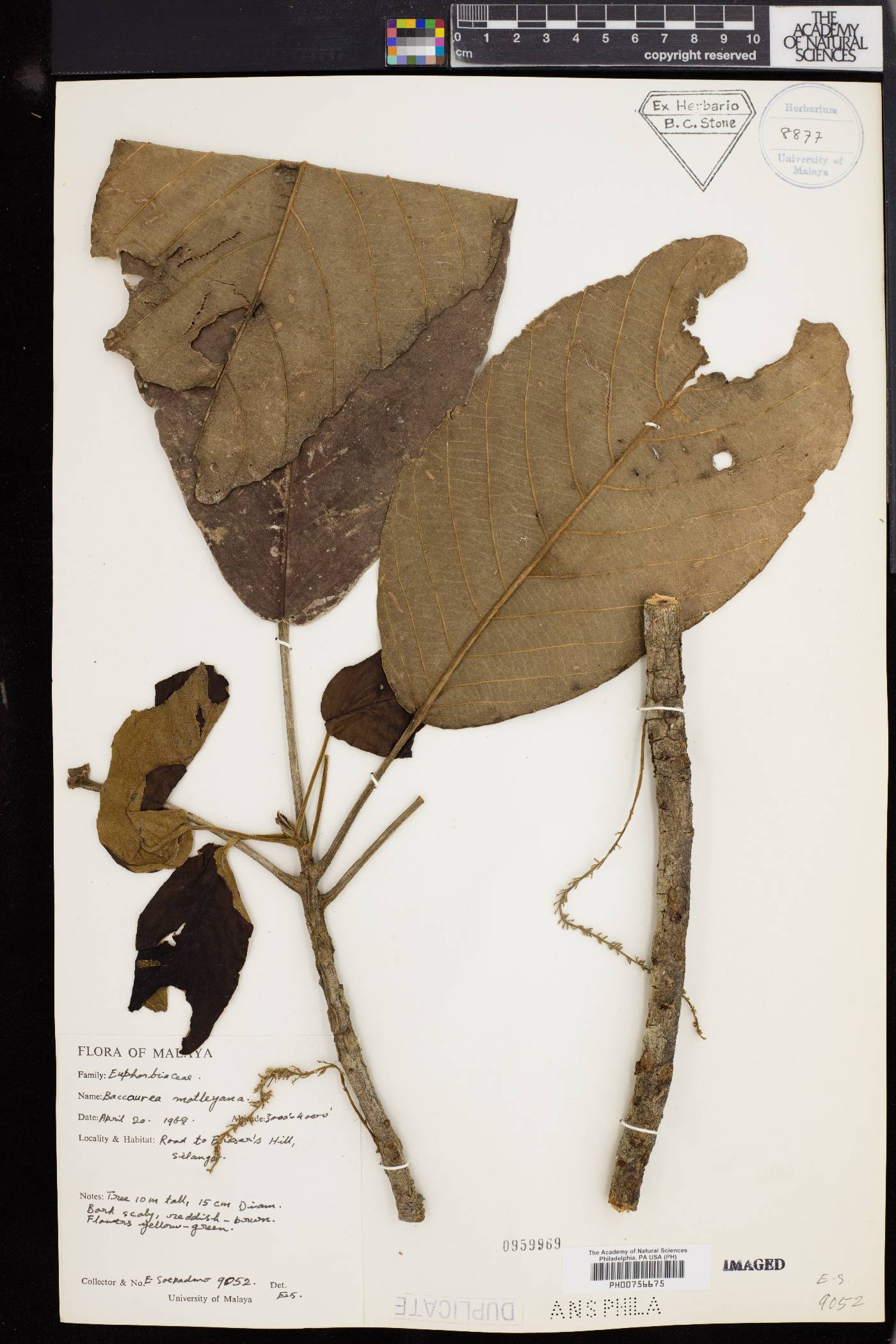 Baccaurea motleyana image