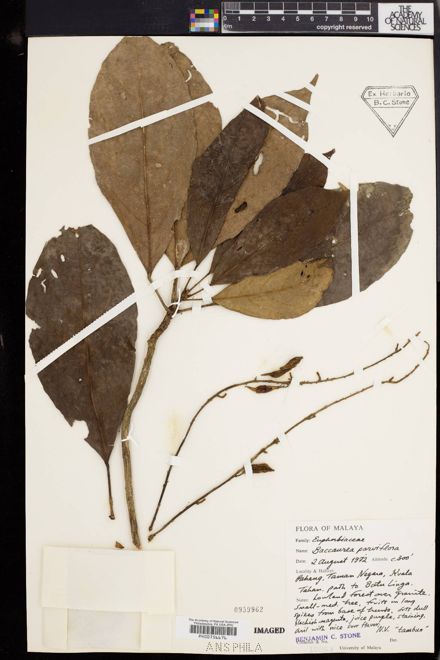Baccaurea parviflora image