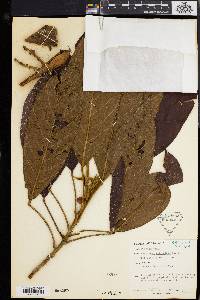 Media resource of Baccaurea reticulata
