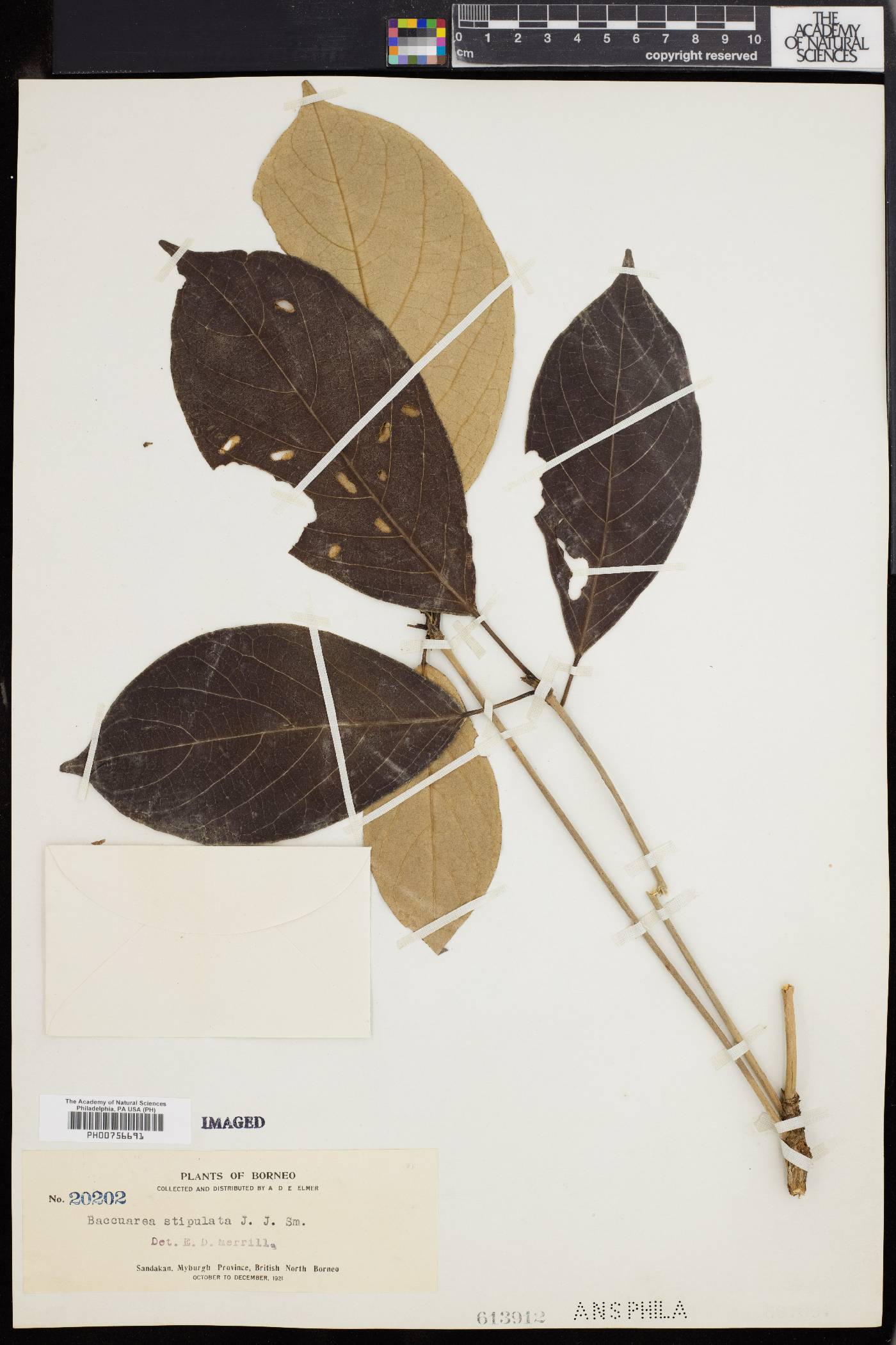 Baccaurea tetrandra image