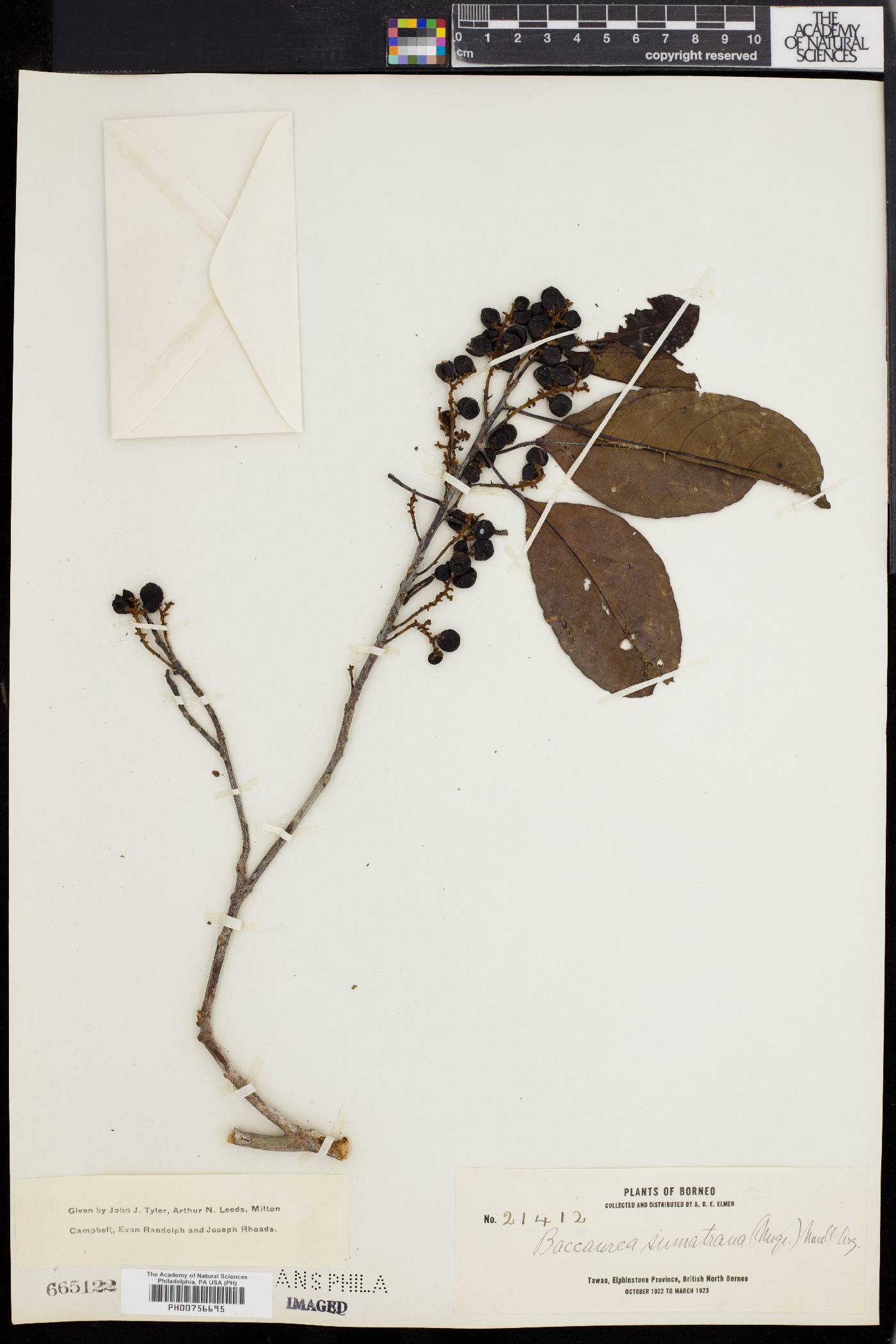 Baccaurea sumatrana image