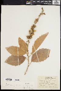 Baliospermum solanifolium image