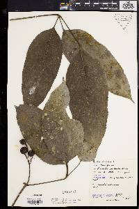 Bischofia javanica image