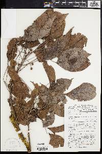 Bischofia javanica image