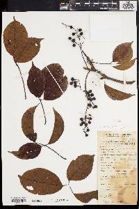 Bischofia javanica image