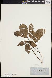 Bischofia javanica image
