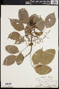 Bischofia javanica image