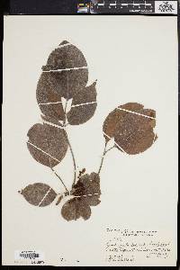 Bischofia javanica image