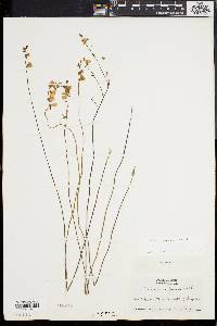 Utricularia juncea image