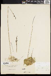 Utricularia juncea image