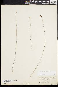 Utricularia juncea image