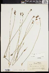 Utricularia juncea image