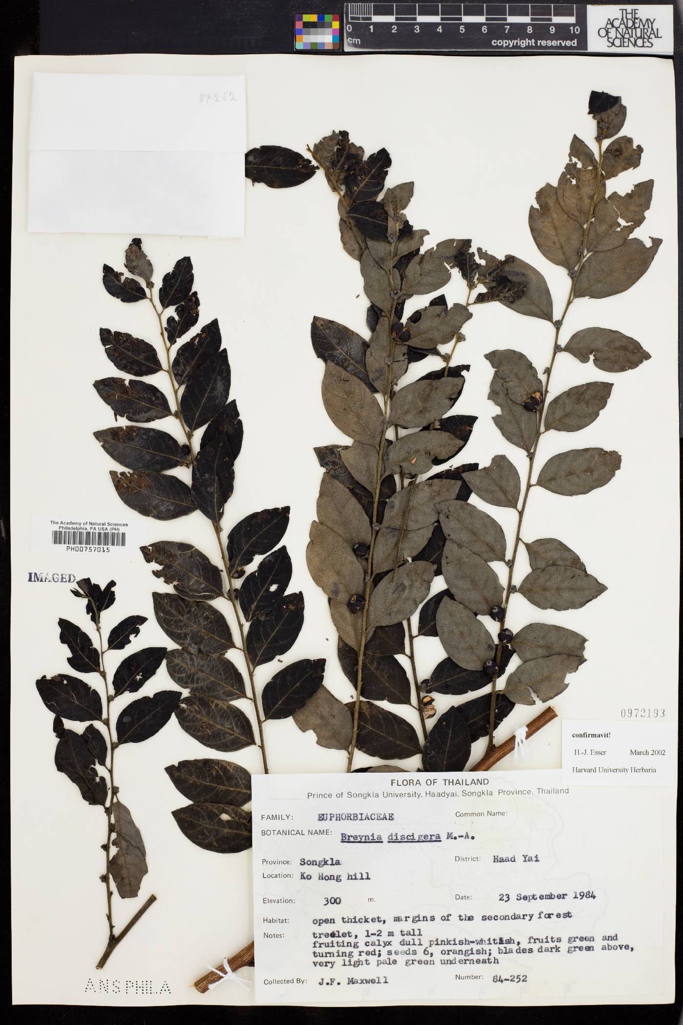 Breynia discigera image