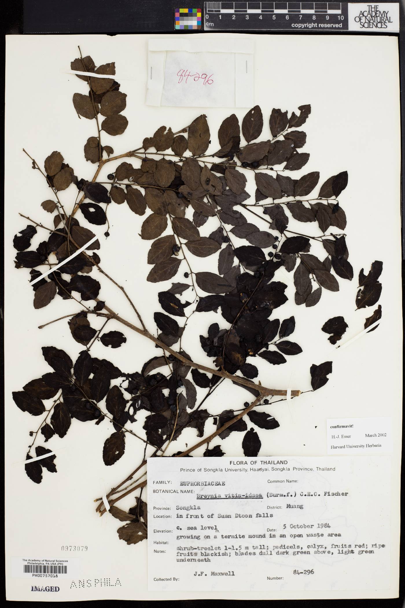Breynia image