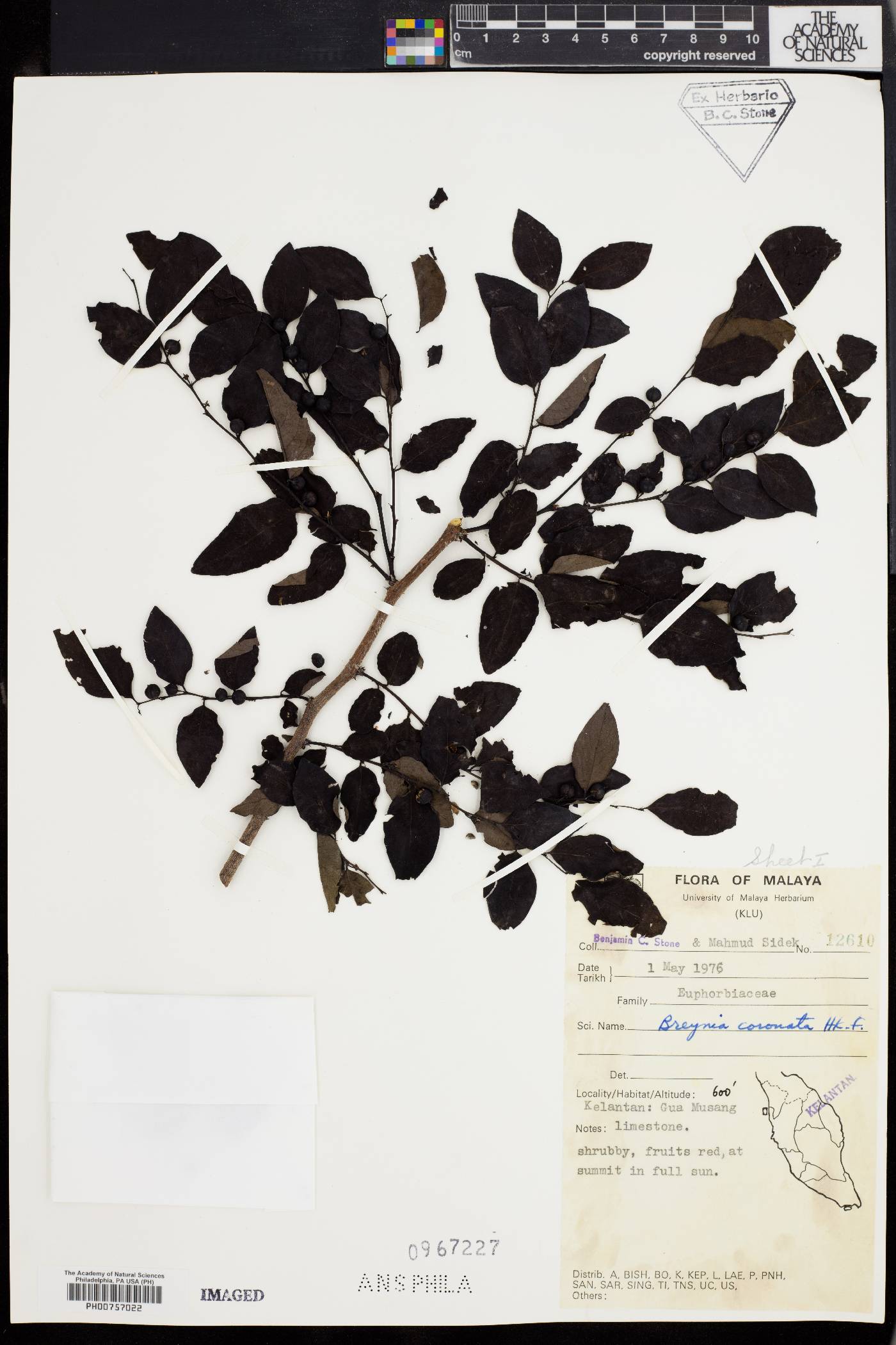 Breynia coronata image