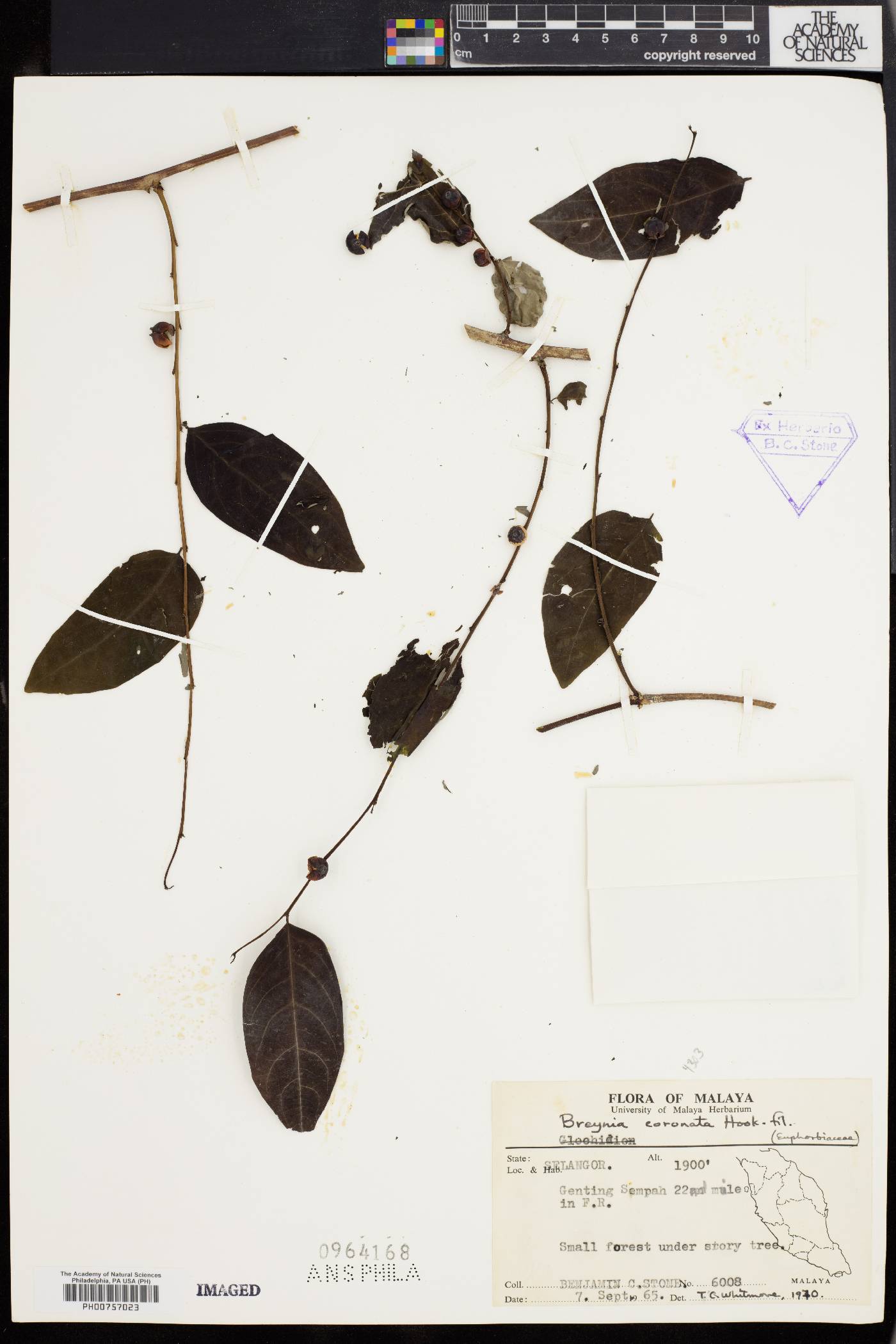 Breynia coronata image