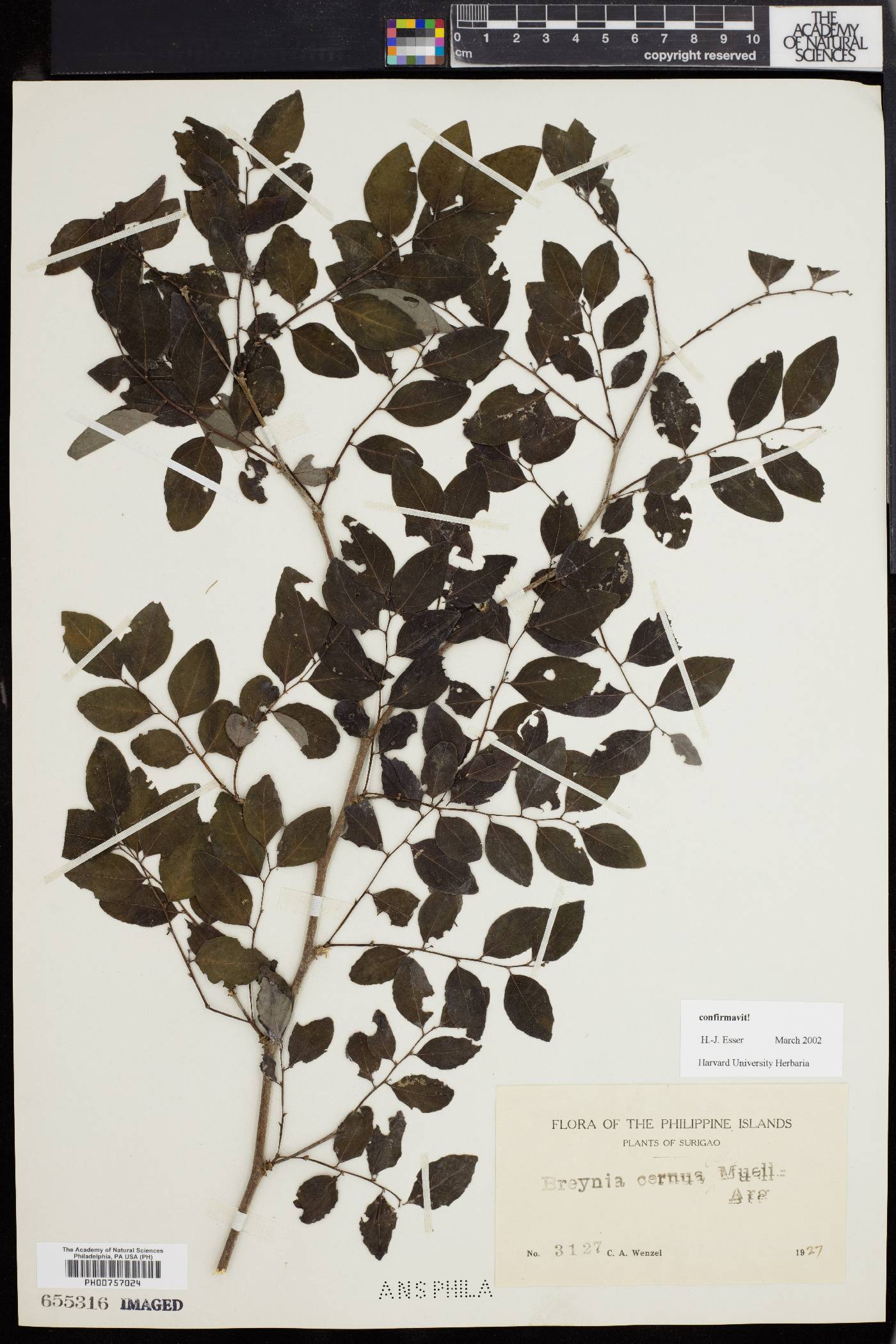 Breynia cernua image