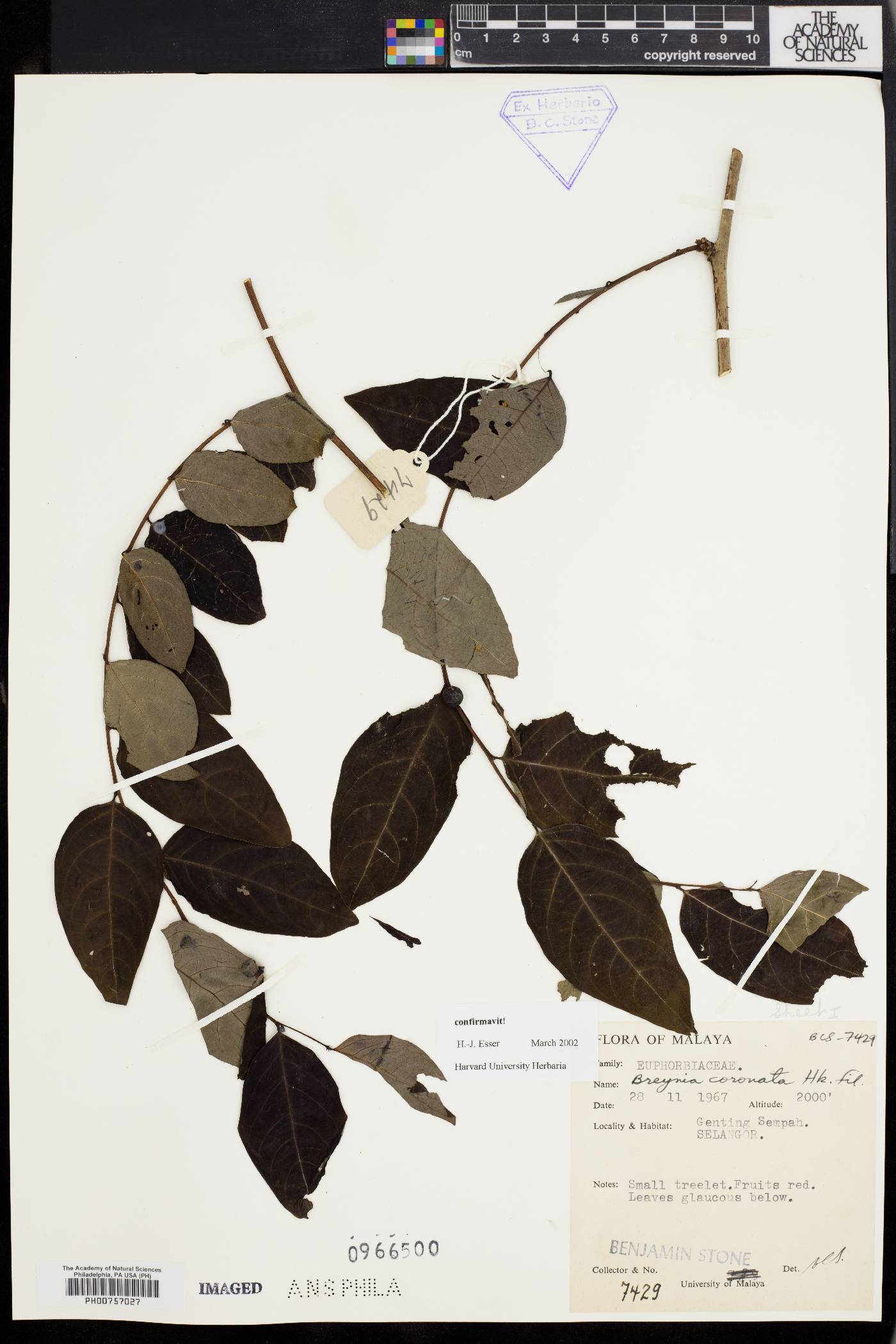 Breynia coronata image
