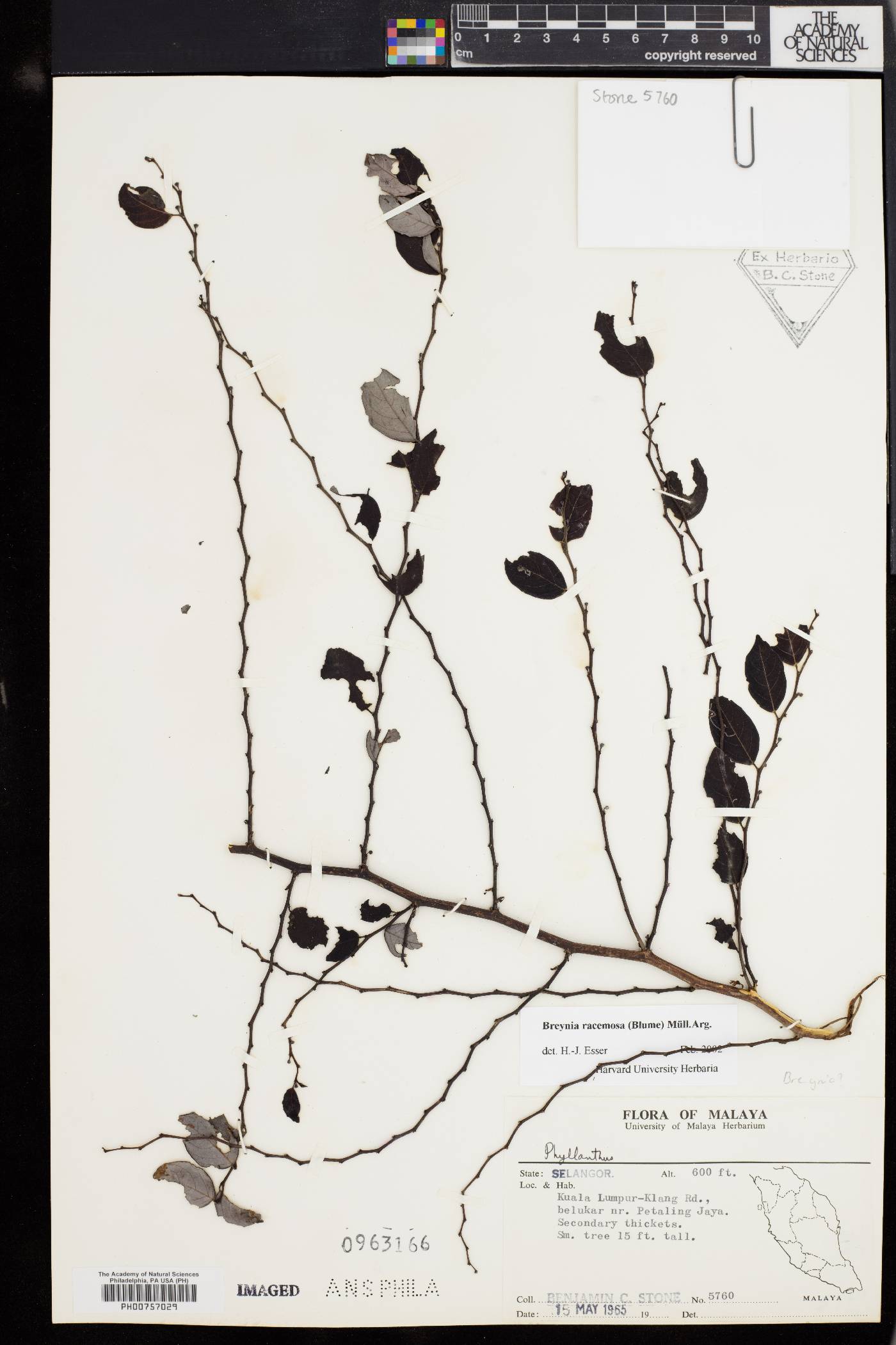 Breynia racemosa image