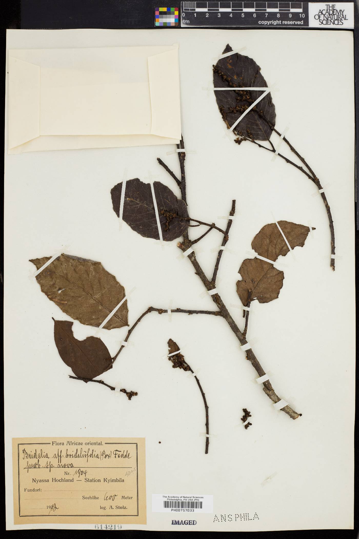 Bridelia brideliifolia image