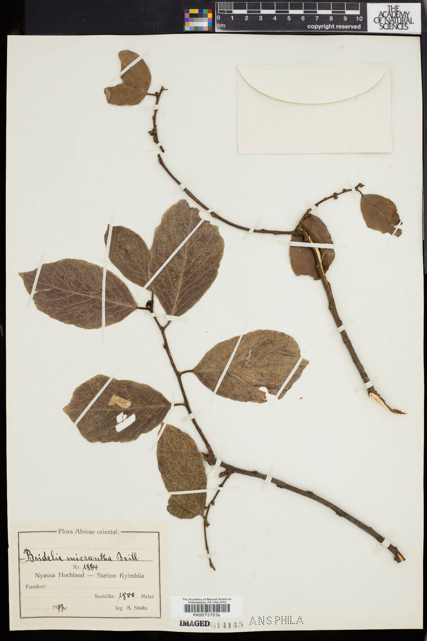 Bridelia micrantha image