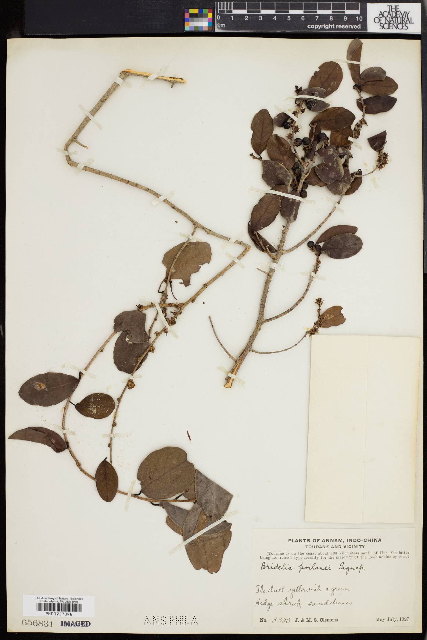 Bridelia parvifolia image