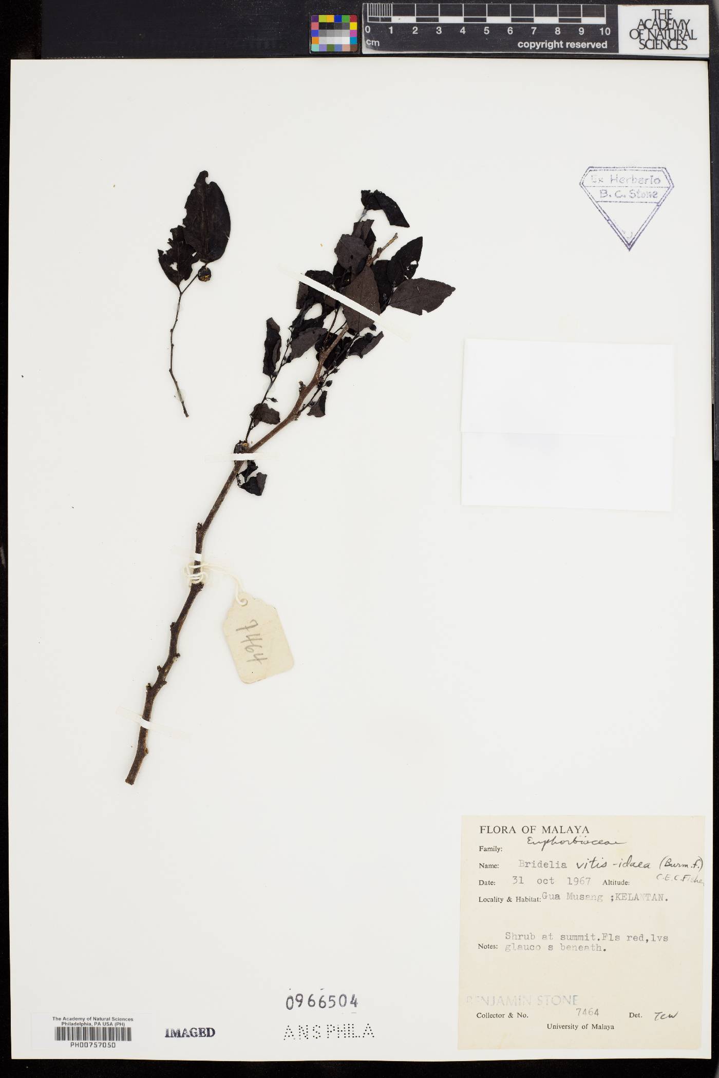 Breynia vitis-idaea image