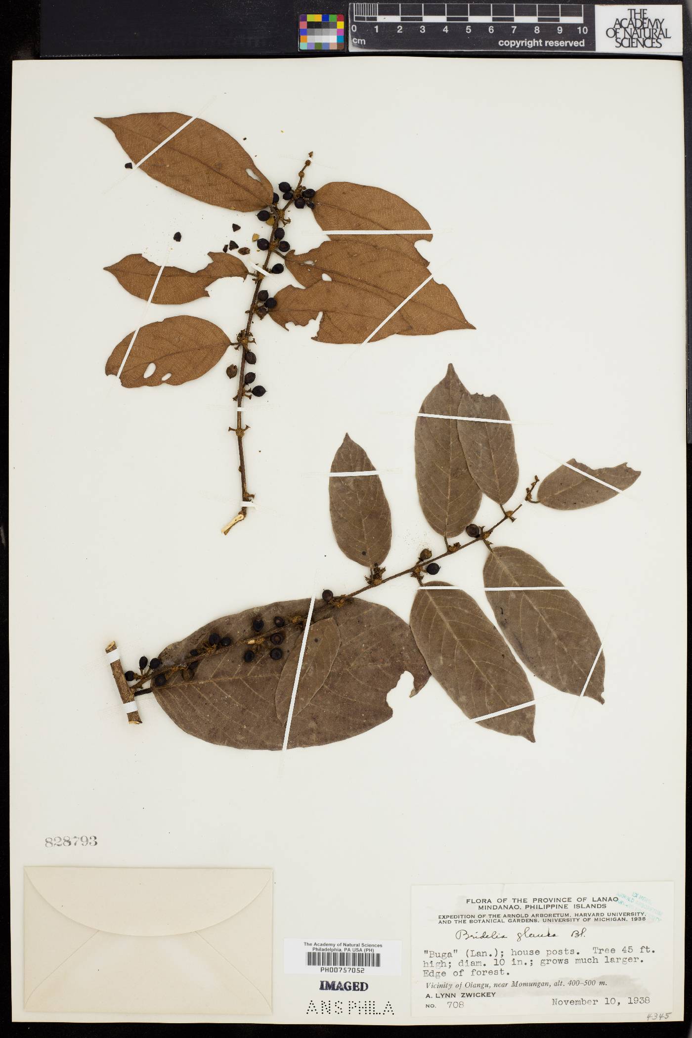 Bridelia glauca image
