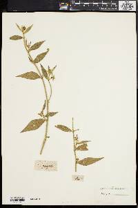 Caperonia castaneifolia image