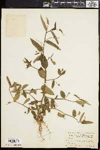 Caperonia castaneifolia image