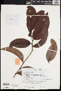 Chaetocarpus castanocarpus image
