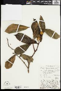 Image of Chaetocarpus coriaceus